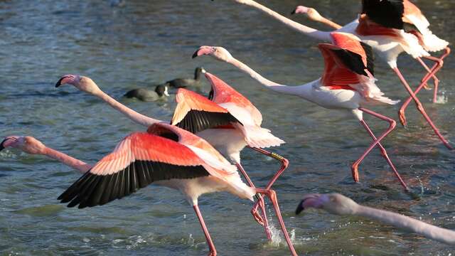 LES VACANCES DE LA TOUSSAINT AU PARC ORNITHOLOGIQUE DE PONT DE GAU