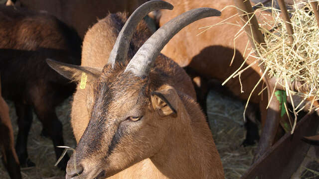 Ferme pédagogique du Cabri au Lait