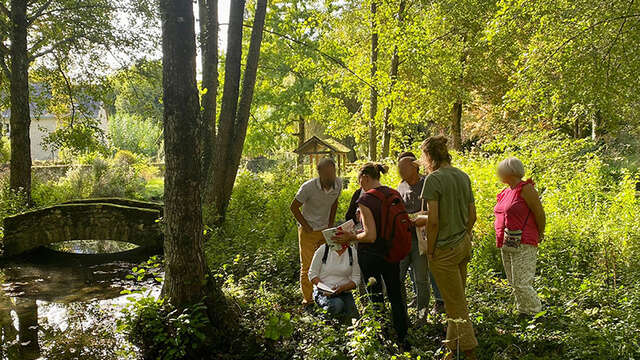 Balade nature : découverte des plantes sauvages à Tours