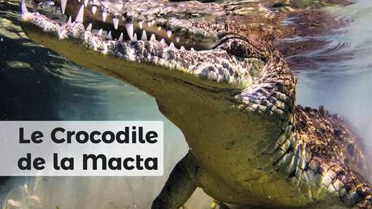 Conférence ALFA - Ligne aériennes Latécoères en Méditerranée