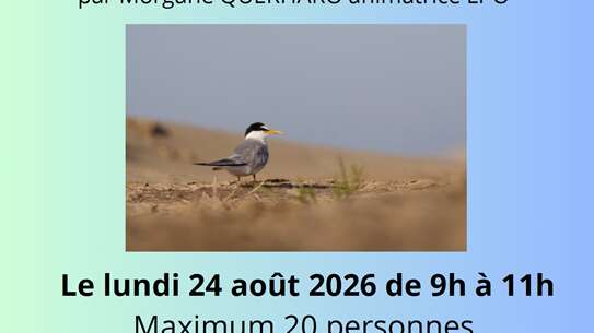 Sortie Nature - Les oiseaux du Littoral