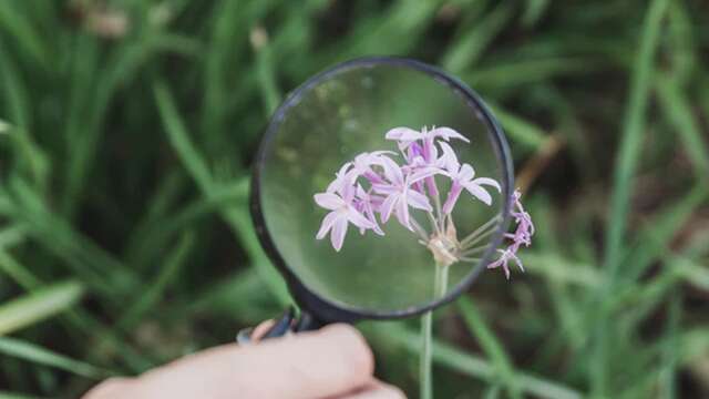 L’Herboristerie Moderne - Sortie Botanique