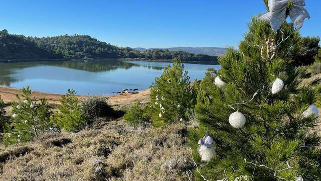 Opération Pin d'Alep