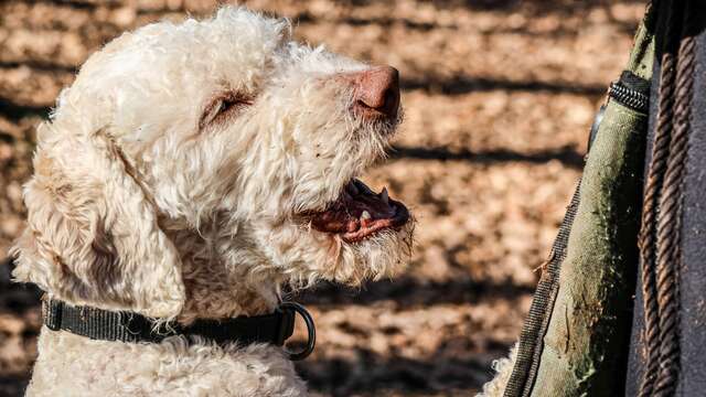 Maison aux Mille Truffes