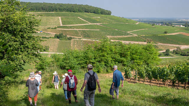 Entre vignes, patrimoine et biodiversité