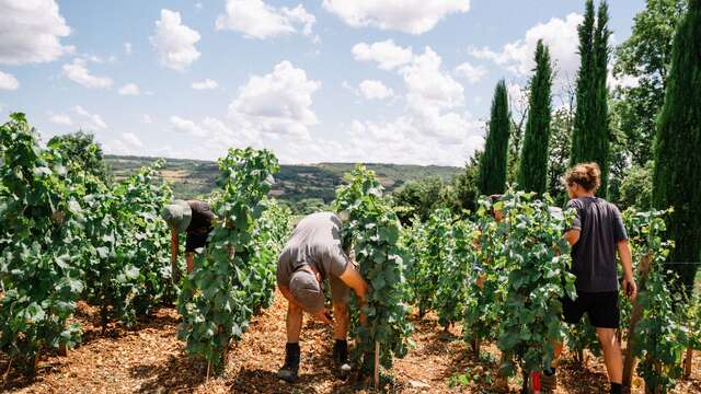 Expérience Vendanges 2025 au Château de la Crée