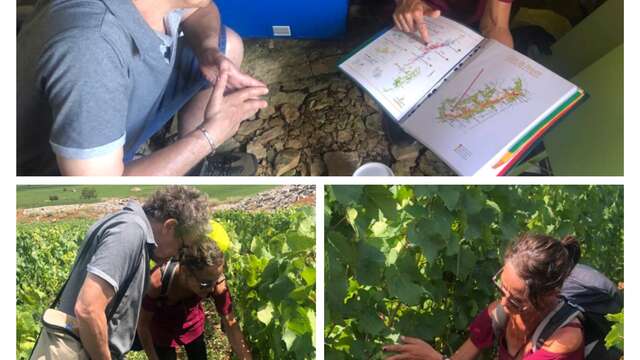 Sur les pas du vigneron - Guide