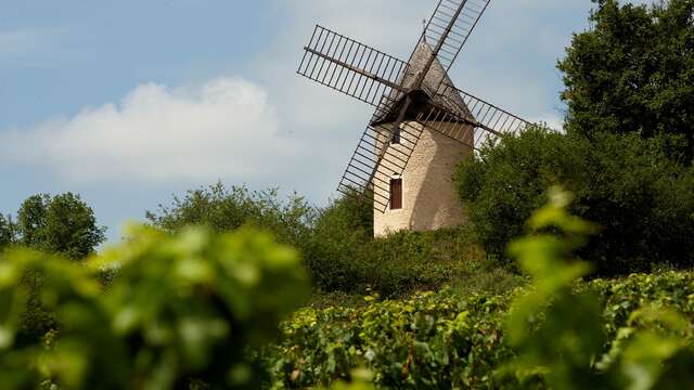 Visite - Un moulin dans les vignes