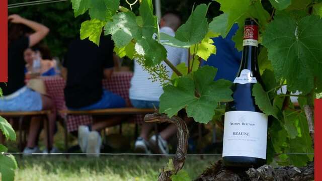 Pique-nique dans les vignes