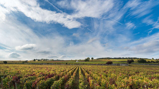 Wine Experience – Dégustation de vins en autonomie dans des Domaines de charme