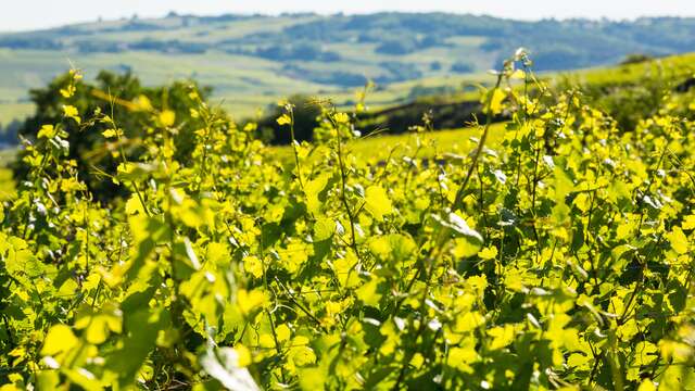 Expérience Oenologique Prestige