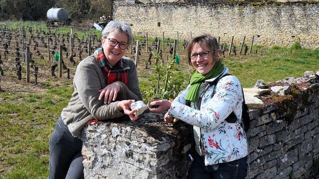 Festival de Bach à Bacchus - La Clé des sols - A la recherche du pinot perdu