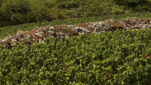 Visite guidée « Découverte contée du Moulin Sorine en compagnie de Madeleine »