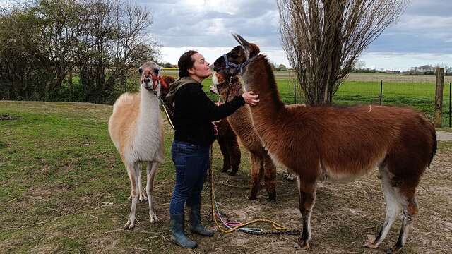 Rencontre et activités avec les lamas et alpagas