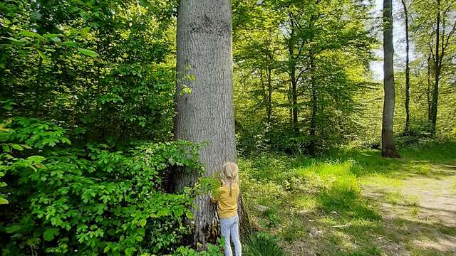 Les secrets de la forêt