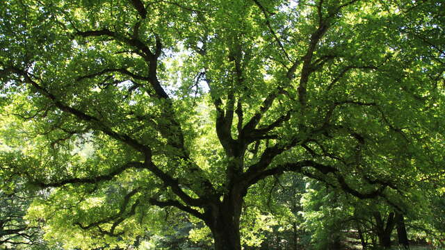Arbres remarquables : pour des visions renouvelées du Mont Noir