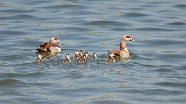 Balade naturaliste : symphonie de plumes