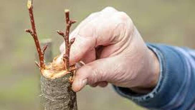 Stage de greffage au Musée de la vie rurale
