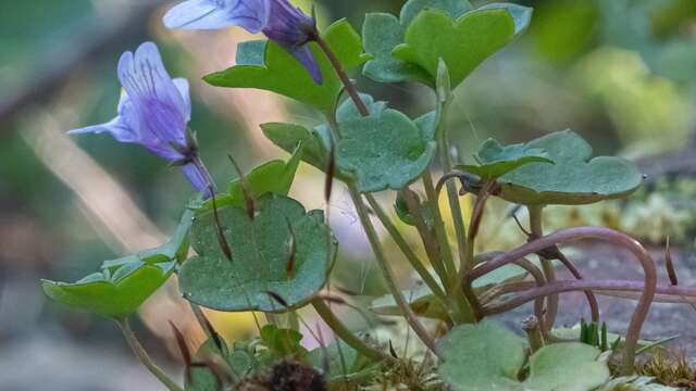La flore urbaine n’attend que toi !