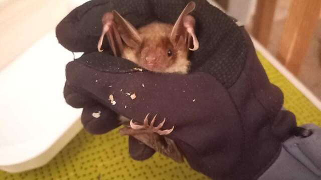 La nuit de la chauve-souris