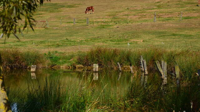 Le bocage flamand