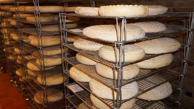 Visite guidée du pâturage au fromage