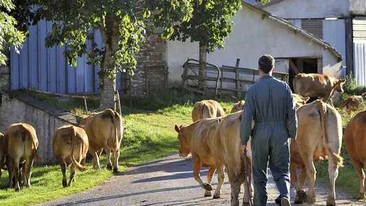 Visite de ferme du veau d'Aveyron et du Ségala