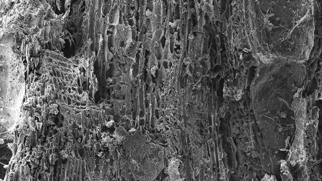 Exposition : Bianca Dacosta | Territórios feridos, corpos vivos