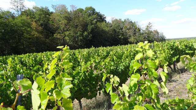 Découverte du vignoble de Chitenay