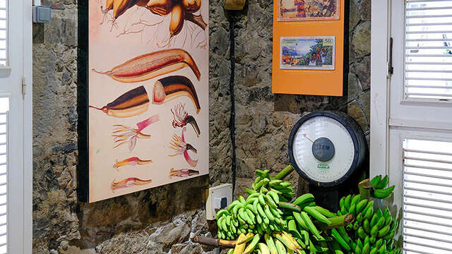 Musée de la Banane