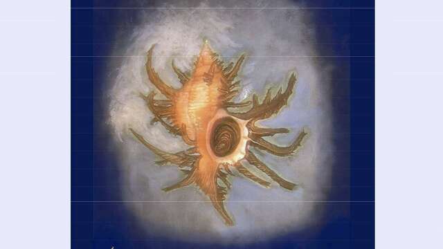 Exposition de coquillages