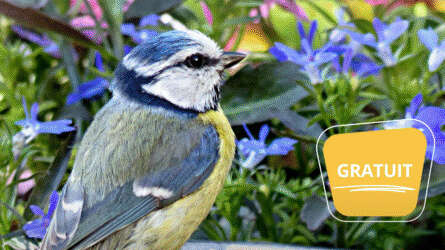 Exposition participative « Oiseaux de nos villages »