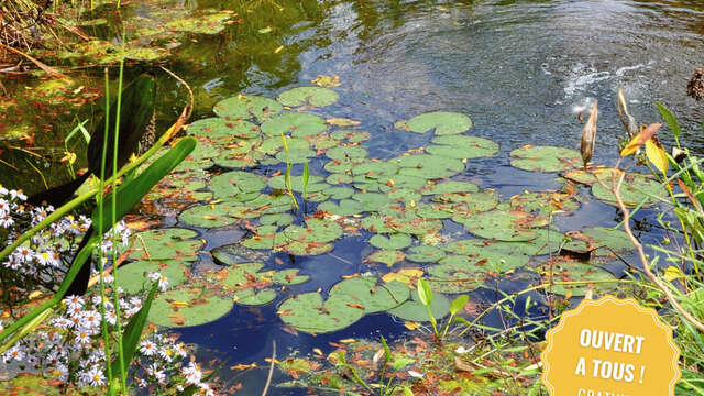 Restauration d'une mare