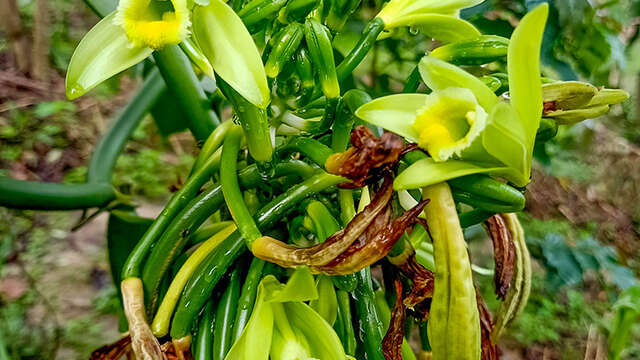 Kaz à Vanilles - Vanilleraie