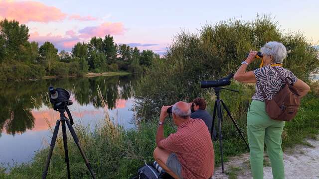 Balade le long de la Loire : « Affût castor »