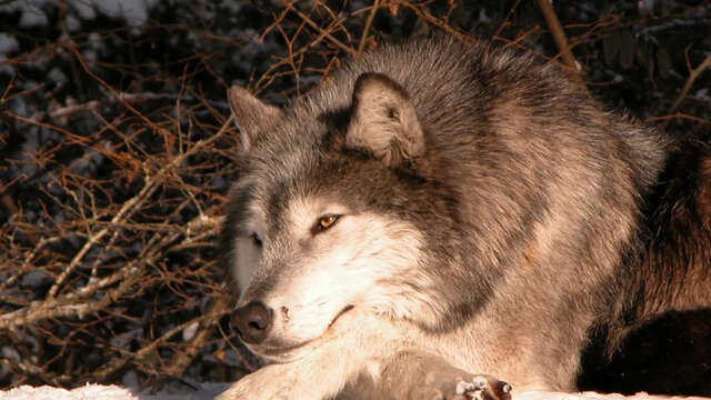 PARC DES LOUPS DU GEVAUDAN