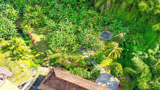 Musée de la Banane (Jardin)