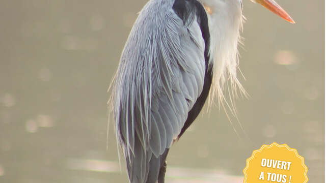 Comptage des oiseaux d’eau « Wetlands »
