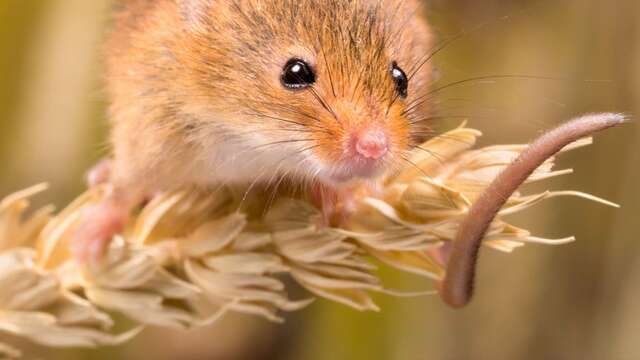 Journée des petits mammifères