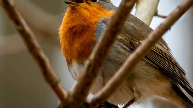 Ça chante le printemps !