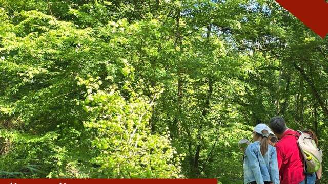 Balade botanique sur les bords du Cosson aux Greniers de Vineuilil