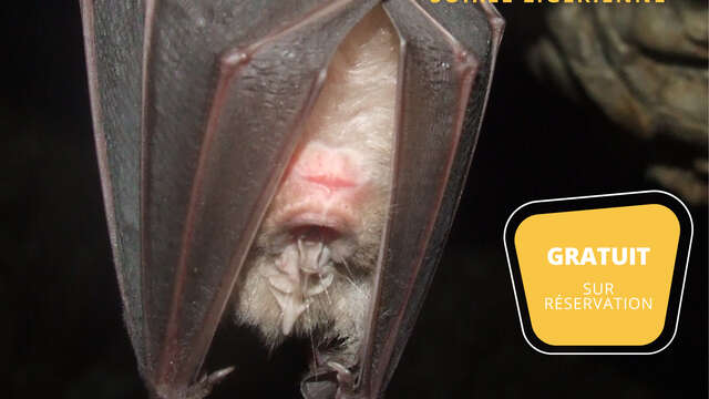 Conférence sur les chauve-souris