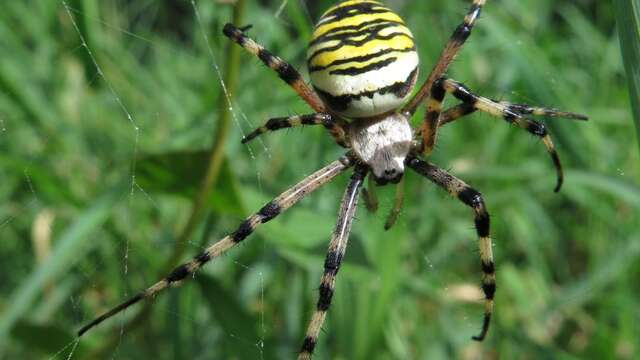 Découverte des araignées