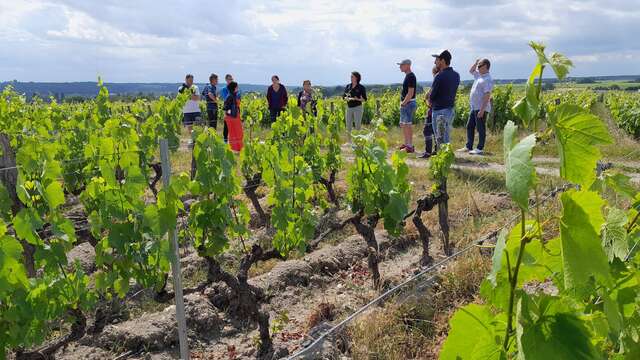 La Balade Commentée, entre Sauvignon et Gamay