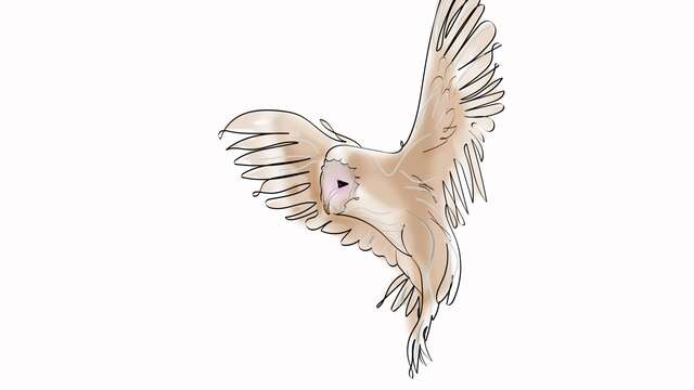 Atelier « Quand les rapaces passent, les proies trépassent ! »