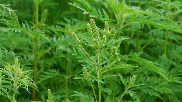 Lutte contre les espèces invasives