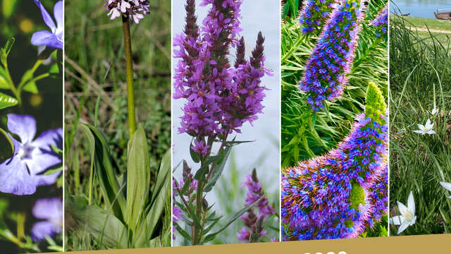 Expostion plantes sauvages de nos villages
