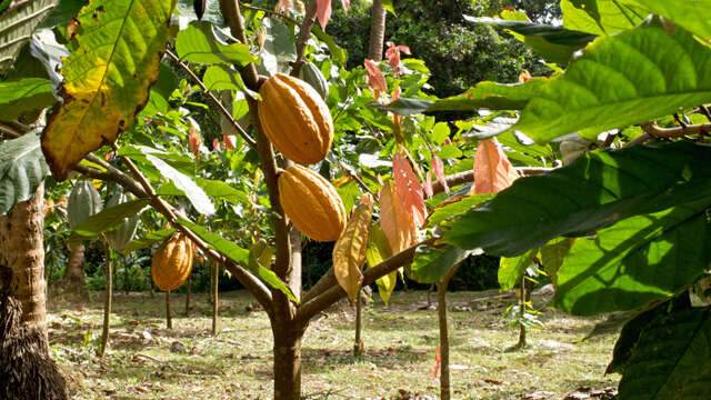 Atelier Dégustation Rhums & Chocolats (Habitation Saint-Etienne)