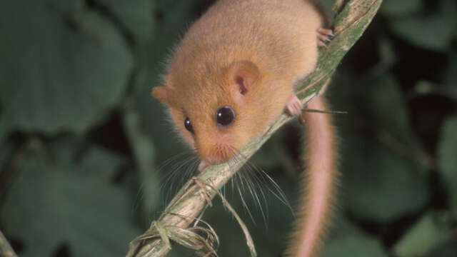 Journée des petits mammifères - pelote