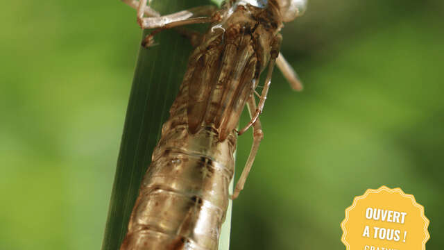 Découverte des odonates 2 - détermination